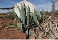 photo texture of cactus